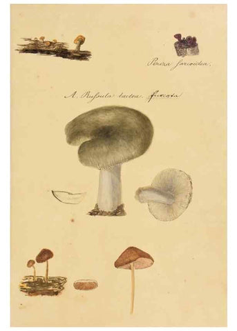 Reproducción/Reproduction 36137114473: Icones fungorum Niskiensium /. [before 1805]