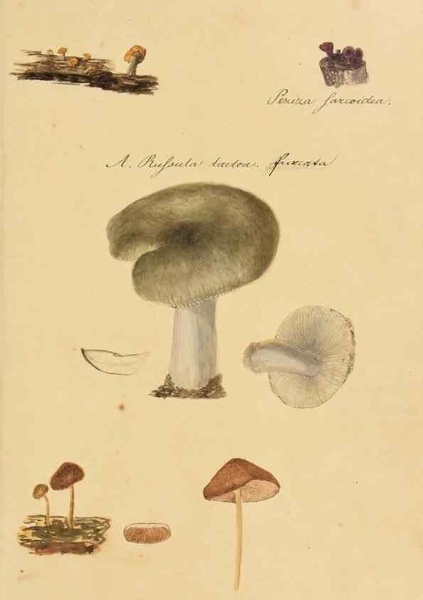 Reproducción/Reproduction 36137114473: Icones fungorum Niskiensium /. [before 1805]