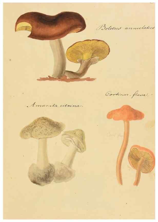 Reproducción/Reproduction 36945420105: Icones fungorum Niskiensium /. [before 1805]