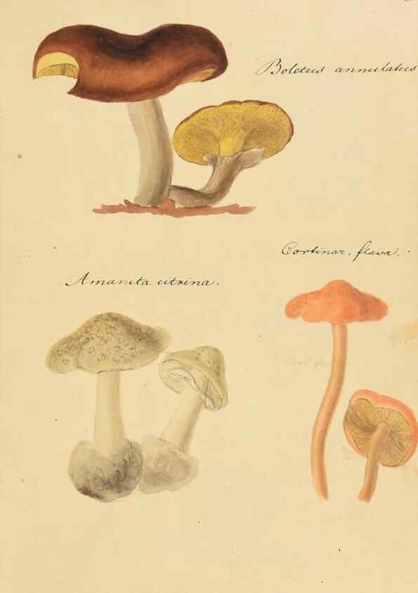 Reproducción/Reproduction 36945420105: Icones fungorum Niskiensium /. [before 1805]