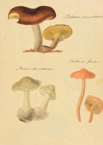 Reproducción/Reproduction 36945420105: Icones fungorum Niskiensium /. [before 1805]