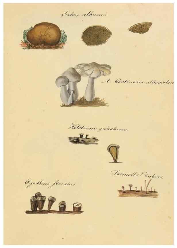 Reproducción/Reproduction 36945416905: Icones fungorum Niskiensium /. [before 1805]