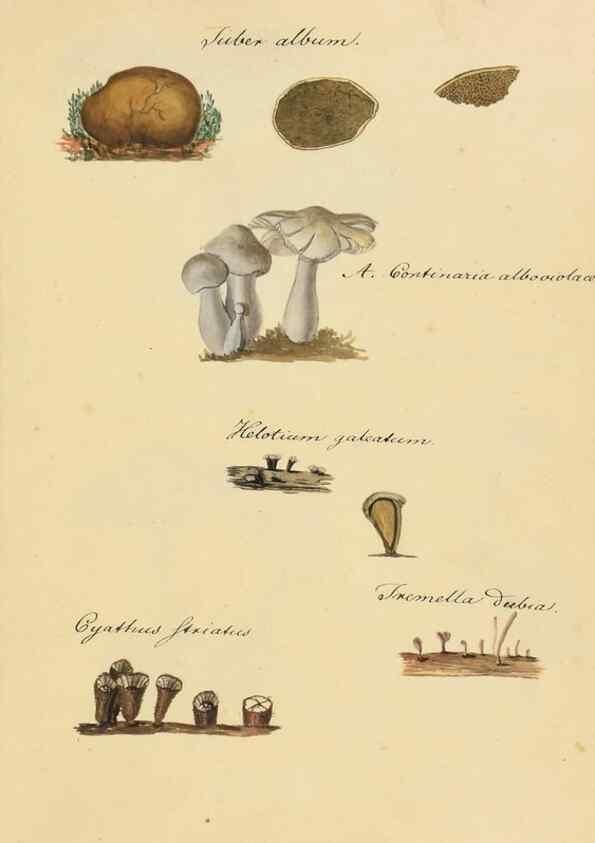 Reproducción/Reproduction 36945416905: Icones fungorum Niskiensium /. [before 1805]