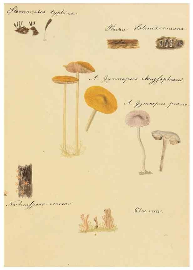 Reproducción/Reproduction 36945413645: Icones fungorum Niskiensium /. [before 1805]