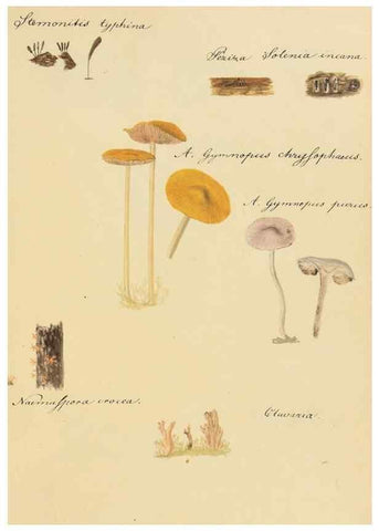 Reproducción/Reproduction 36945413645: Icones fungorum Niskiensium /. [before 1805]