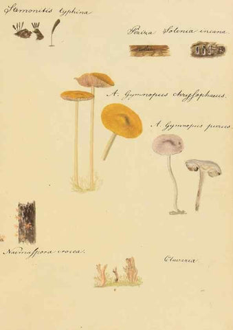 Reproducción/Reproduction 36945413645: Icones fungorum Niskiensium /. [before 1805]