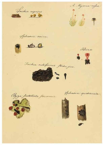 Reproducción/Reproduction 36945410715: Icones fungorum Niskiensium /. [before 1805]