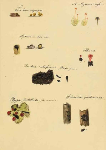 Reproducción/Reproduction 36945410715: Icones fungorum Niskiensium /. [before 1805]