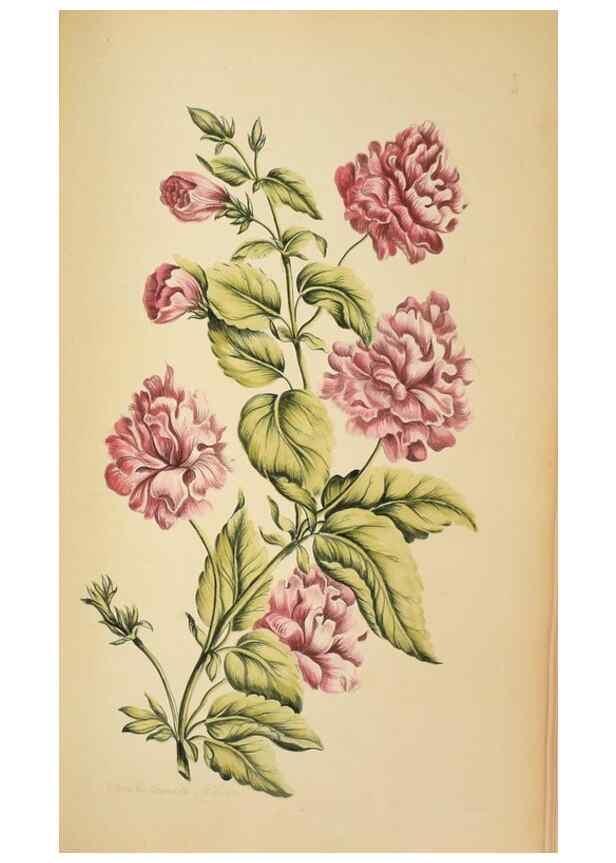Reproducción/Reproduction 36875179735: Exotic botany illustrated :. London :Printed for the author,1772.