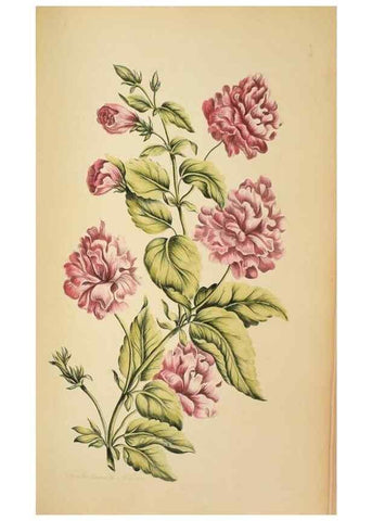 Reproducción/Reproduction 36875179735: Exotic botany illustrated :. London :Printed for the author,1772.