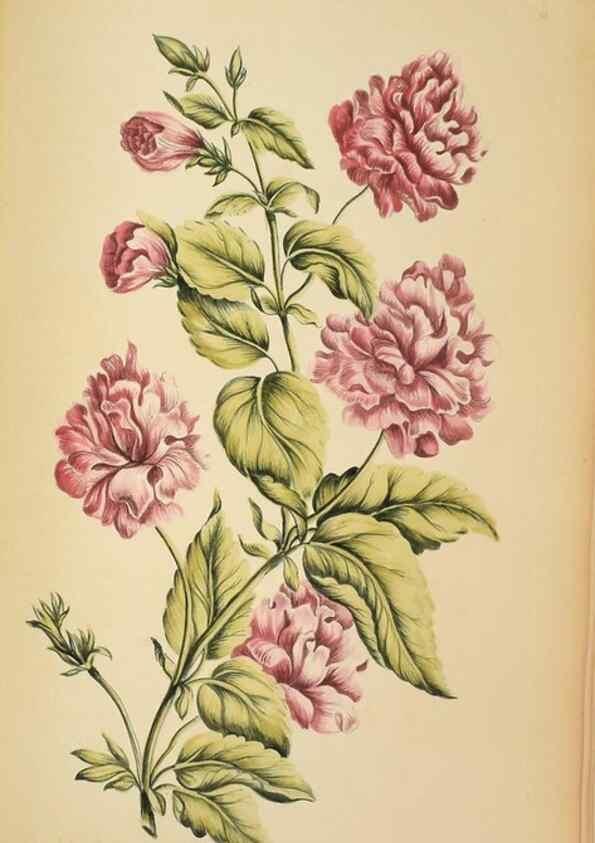 Reproducción/Reproduction 36875179735: Exotic botany illustrated :. London :Printed for the author,1772.
