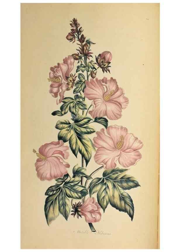 Reproducción/Reproduction 36478684300: Exotic botany illustrated :. London :Printed for the author,1772.