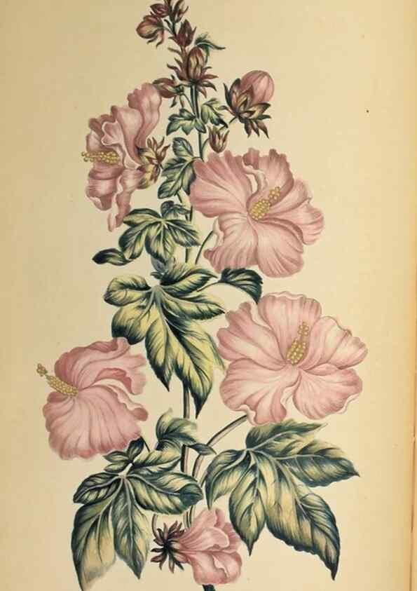 Reproducción/Reproduction 36478684300: Exotic botany illustrated :. London :Printed for the author,1772.