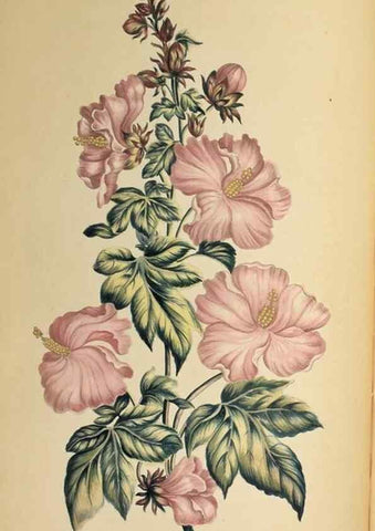 Reproducción/Reproduction 36478684300: Exotic botany illustrated :. London :Printed for the author,1772.