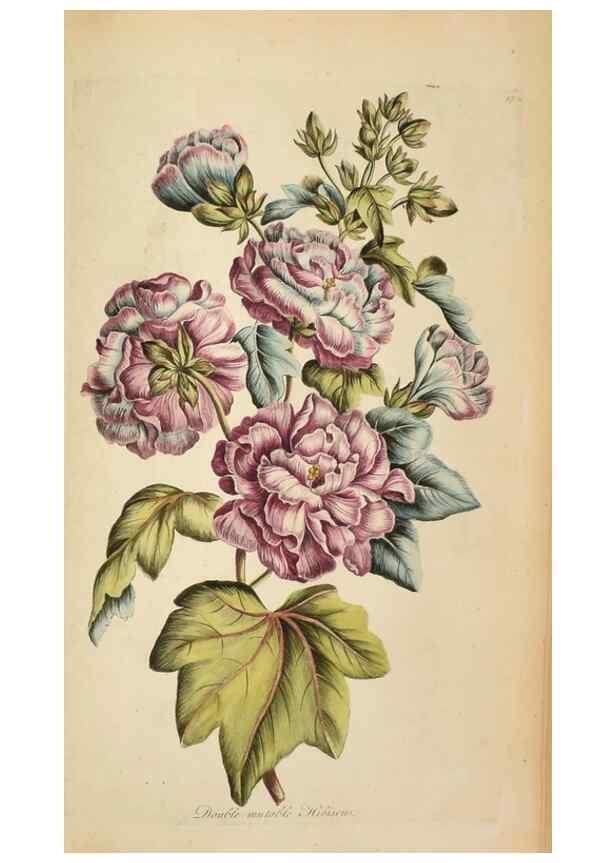 Reproducción/Reproduction 36875184335: Exotic botany illustrated :. London :Printed for the author,1772.