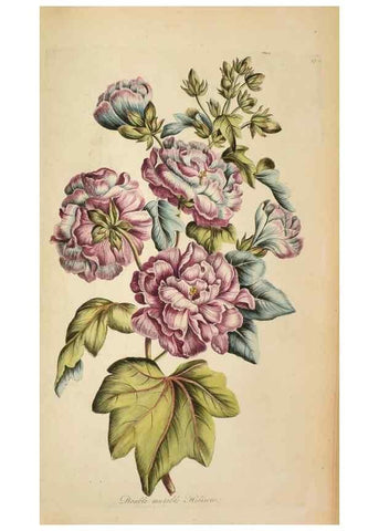 Reproducción/Reproduction 36875184335: Exotic botany illustrated :. London :Printed for the author,1772.