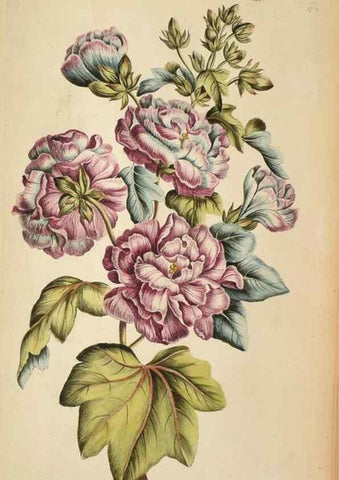 Reproducción/Reproduction 36875184335: Exotic botany illustrated :. London :Printed for the author,1772.