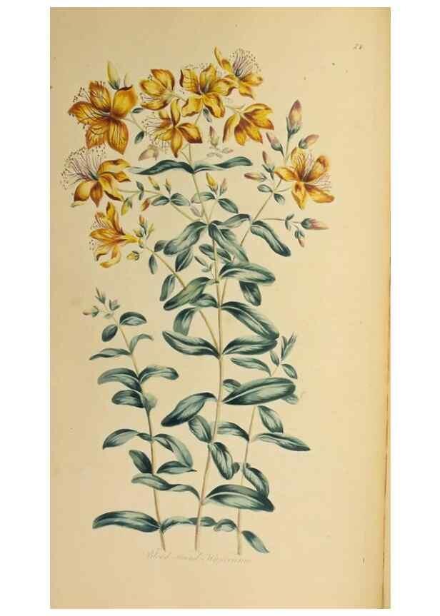 Reproducción/Reproduction 36875186755: Exotic botany illustrated :. London :Printed for the author,1772.