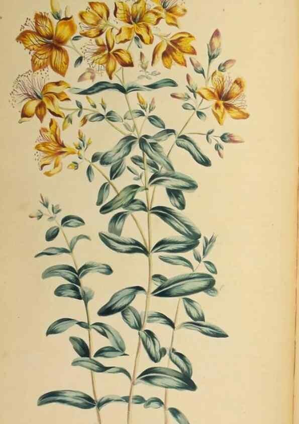 Reproducción/Reproduction 36875186755: Exotic botany illustrated :. London :Printed for the author,1772.