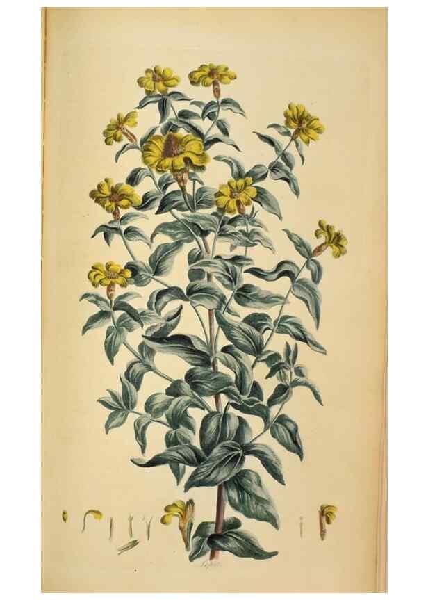 Reproducción/Reproduction 36704086542: Exotic botany illustrated :. London :Printed for the author,1772.