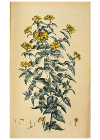 Reproducción/Reproduction 36704086542: Exotic botany illustrated :. London :Printed for the author,1772.