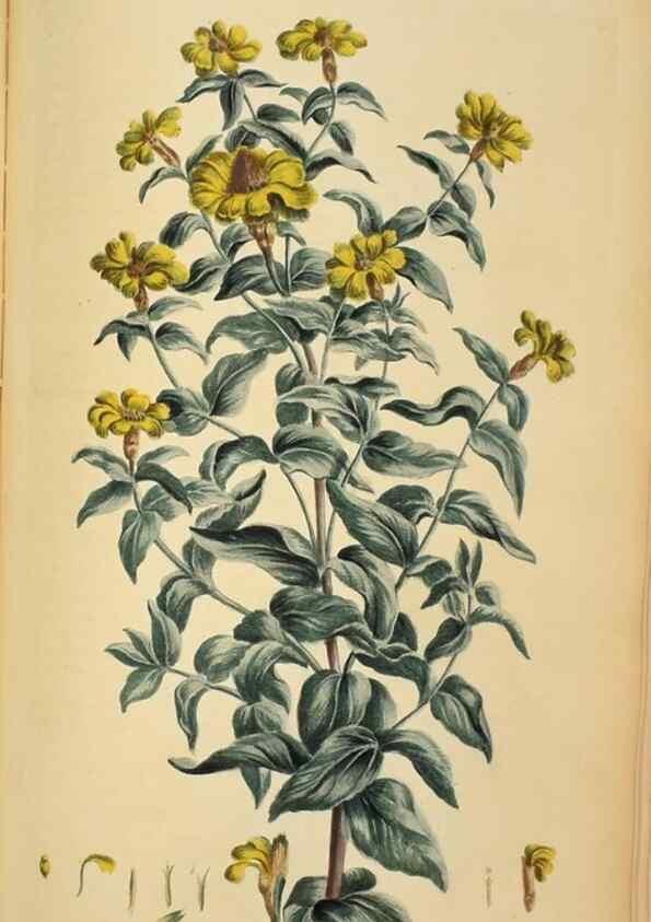 Reproducción/Reproduction 36704086542: Exotic botany illustrated :. London :Printed for the author,1772.