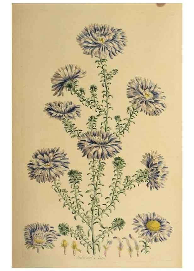 Reproducción/Reproduction 36704088172: Exotic botany illustrated :. London :Printed for the author,1772.