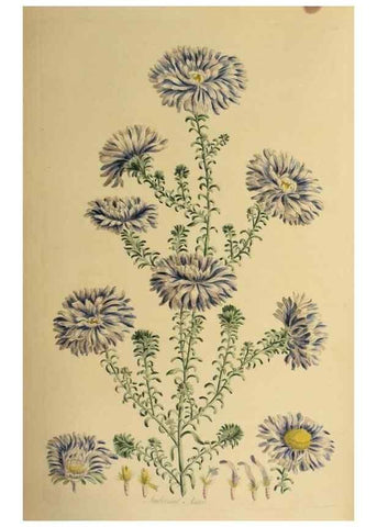 Reproducción/Reproduction 36704088172: Exotic botany illustrated :. London :Printed for the author,1772.