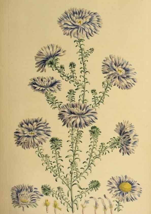 Reproducción/Reproduction 36704088172: Exotic botany illustrated :. London :Printed for the author,1772.