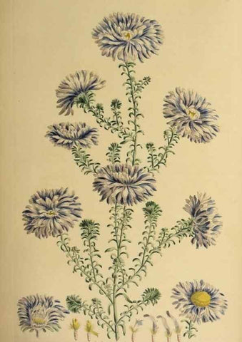 Reproducción/Reproduction 36704088172: Exotic botany illustrated :. London :Printed for the author,1772.