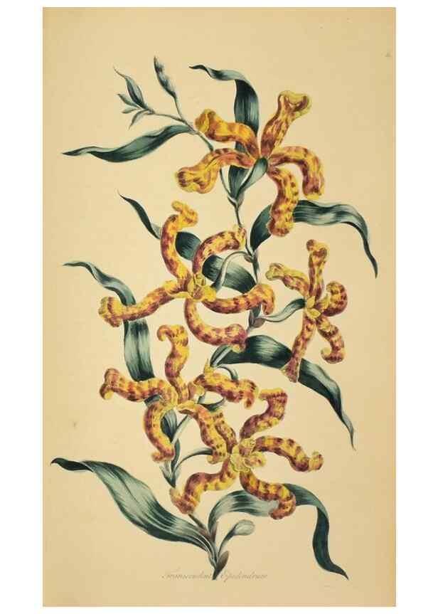 Reproducción/Reproduction 36704090632: Exotic botany illustrated :. London :Printed for the author,1772.
