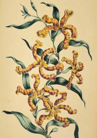 Reproducción/Reproduction 36704090632: Exotic botany illustrated :. London :Printed for the author,1772.