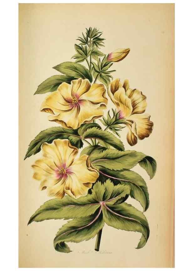 Reproducción/Reproduction 36875177195: Exotic botany illustrated :. London :Printed for the author,1772.