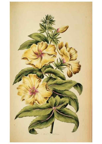 Reproducción/Reproduction 36875177195: Exotic botany illustrated :. London :Printed for the author,1772.