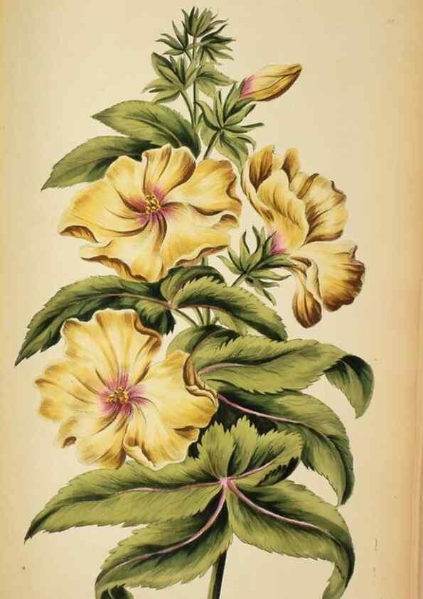 Reproducción/Reproduction 36875177195: Exotic botany illustrated :. London :Printed for the author,1772.