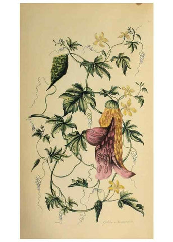 Reproducción/Reproduction 36704091962: Exotic botany illustrated :. London :Printed for the author,1772.