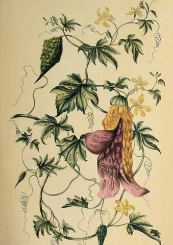 Reproducción/Reproduction 36704091962: Exotic botany illustrated :. London :Printed for the author,1772.
