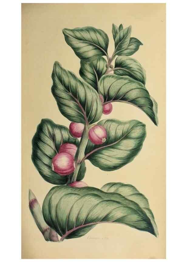 Reproducción/Reproduction 36704095862: Exotic botany illustrated :. London :Printed for the author,1772.