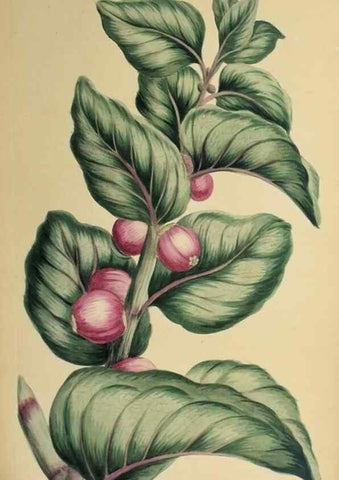 Reproducción/Reproduction 36704095862: Exotic botany illustrated :. London :Printed for the author,1772.