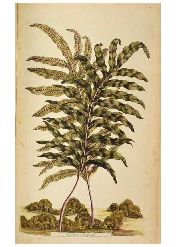 Reproducción/Reproduction 36875205725: Exotic botany illustrated :. London :Printed for the author,1772.
