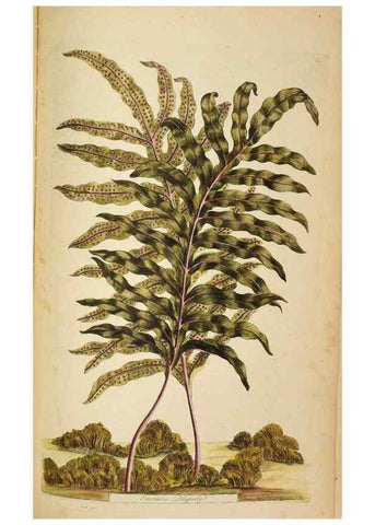 Reproducción/Reproduction 36875205725: Exotic botany illustrated :. London :Printed for the author,1772.