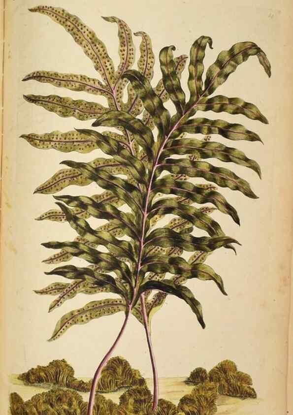 Reproducción/Reproduction 36875205725: Exotic botany illustrated :. London :Printed for the author,1772.