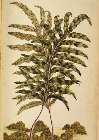 Reproducción/Reproduction 36875205725: Exotic botany illustrated :. London :Printed for the author,1772.