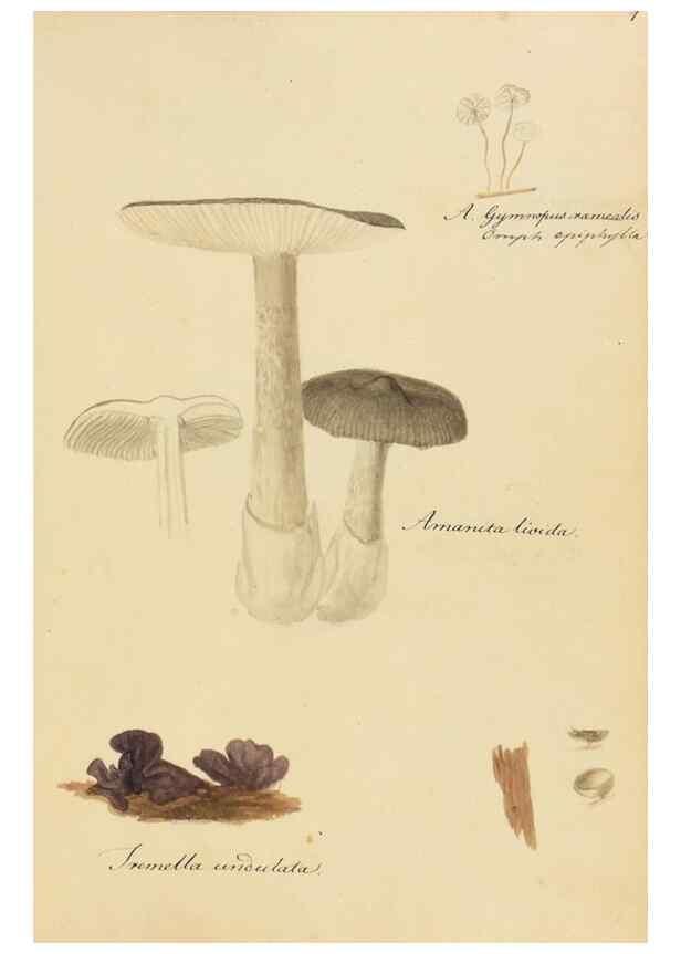 Reproducción/Reproduction 36945402245: Icones fungorum Niskiensium /. [before 1805]