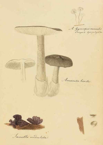 Reproducción/Reproduction 36945402245: Icones fungorum Niskiensium /. [before 1805]