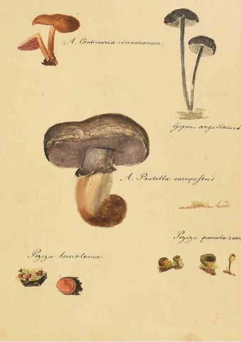 Reproducción/Reproduction 36945404625: Icones fungorum Niskiensium /. [before 1805]