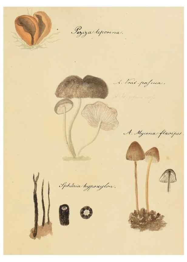 Reproducción/Reproduction 36945405965: Icones fungorum Niskiensium /. [before 1805]