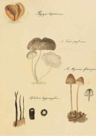 Reproducción/Reproduction 36945405965: Icones fungorum Niskiensium /. [before 1805]