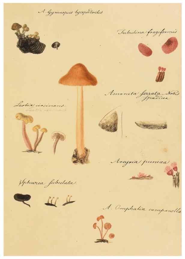 Reproducción/Reproduction 36945407535: Icones fungorum Niskiensium /. [before 1805]