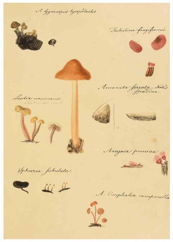Reproducción/Reproduction 36945407535: Icones fungorum Niskiensium /. [before 1805]
